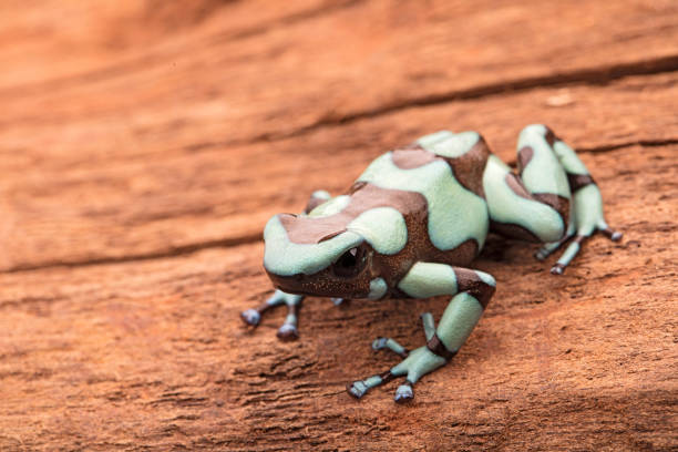 istock Poison dart frog, Dendrobates auratus Pena Blanca 1137065969