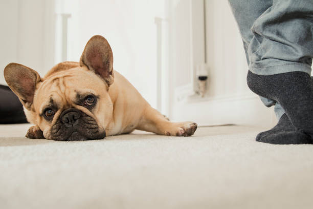 istock Sleepy French Bulldog 1137067480