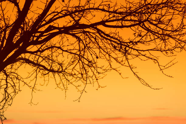 istock Tree branches against the backdrop of an orange sunset 1137067685