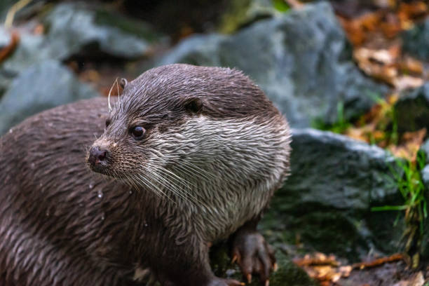 istock Cut otter looking attentively and curiously over its right shoulder to the left. 1137069143