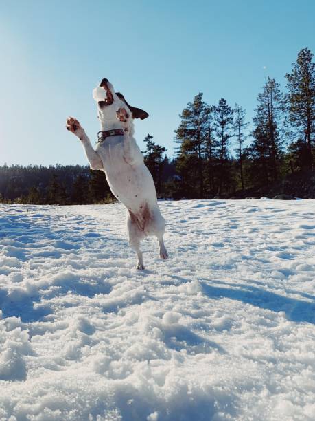 Jack Russell Terrier dog reaching up jumping from her hind legs, catching snowball with her mouth on a late winter day