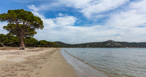 그리스, 아 티 카. 스키 니 아 스 해변, 국립 공원 등이 있습니다. 바다 해변에 소나무, 푸른 하늘 배경, - greece blue forest national landmark 뉴스 사진 이미지
