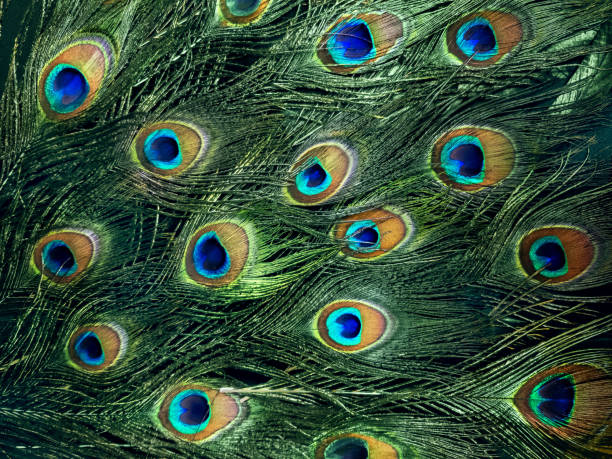 istock Mobile photo of peacock tail. 1137069693