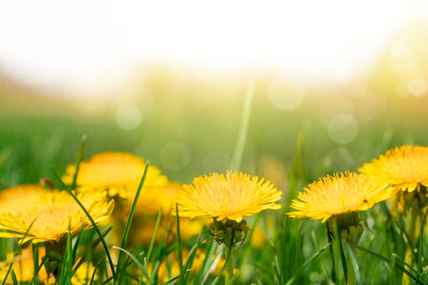 istock Yellow dandelions in sunny meadow 1137069785