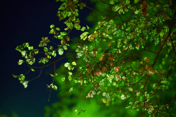 autumn leaves in backlight in Spianada square in Corfu, Greece