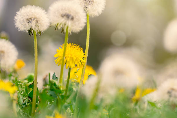 istock Yellow dandelions in sunny meadow 1137069868