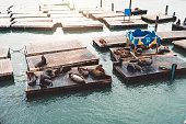Sea lions takeover the pier 39