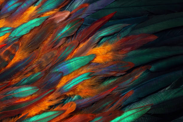 istock Rooster wing, paradise bird plumage. 1137070000