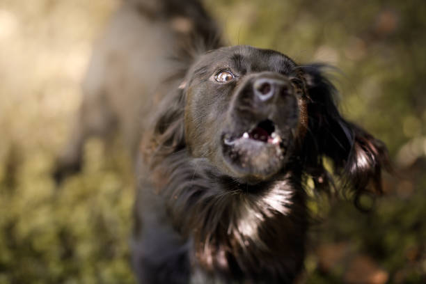 istock Barking fierce dog 1137070981