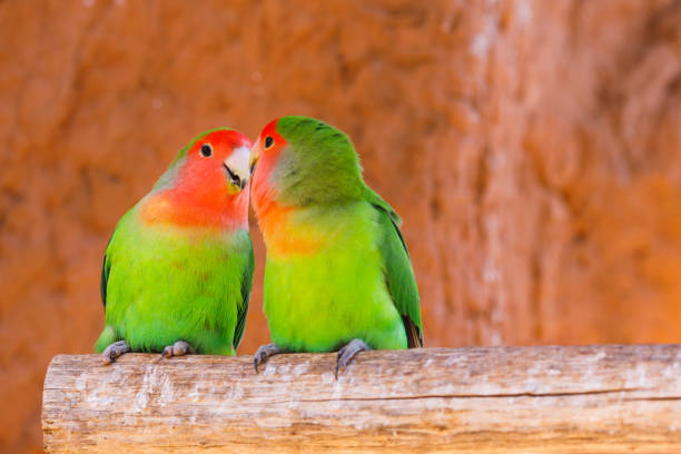 istock parrots couple on a branch 1137071230