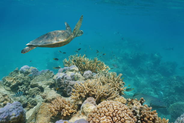 istock Green sea turtle underwater and coral reef fish 1137073386