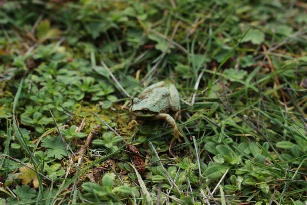 istock Green Frog in grass close ups 1137076191