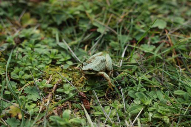 istock Green frog in grass closeup 1137076962