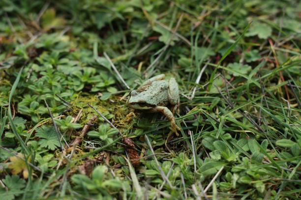 istock Green frog in grass closeup 1137076968