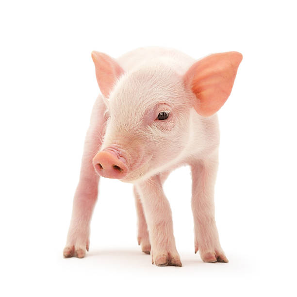 Pig on white Pig who is represented on a white background piglet stock pictures, royalty-free photos & images
