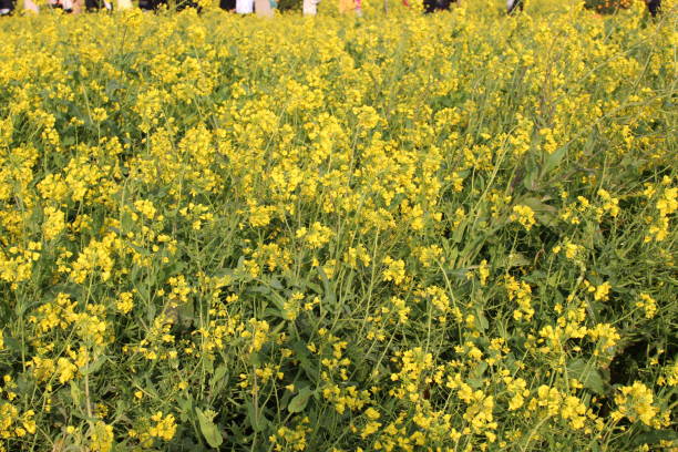 istock canola flowers 1137077558