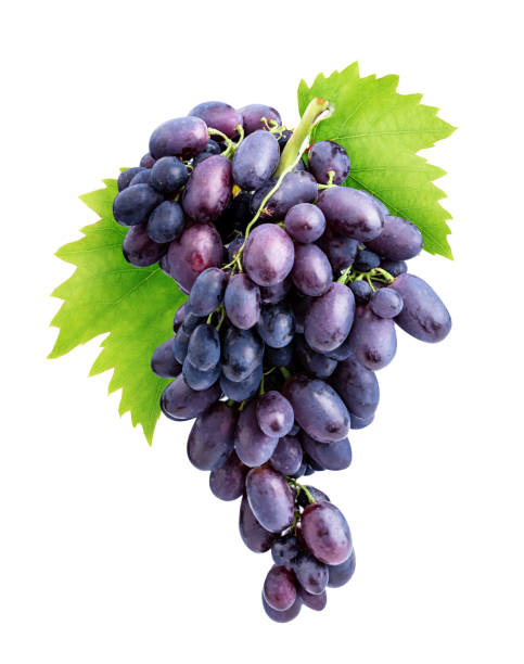 istock Branch of grapes isolated on white background 1137077717