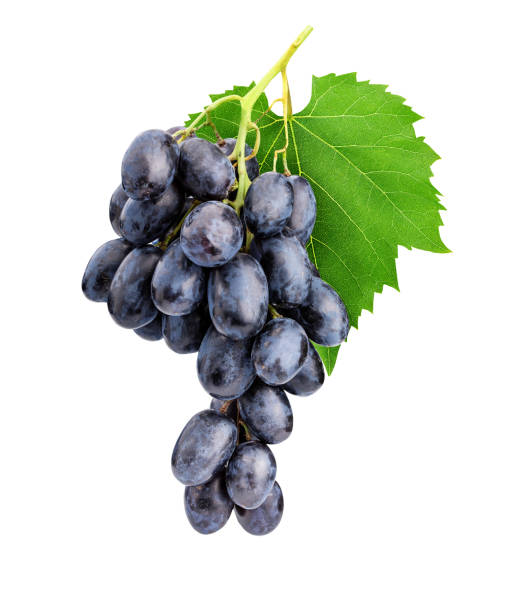 istock Branch of grapes isolated on white background 1137077731