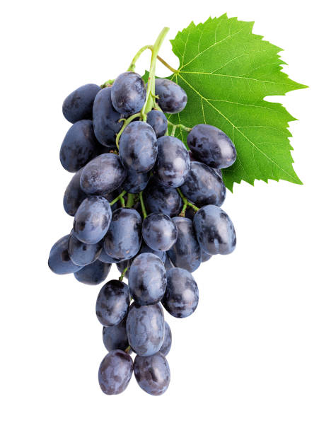 istock Branch of grapes isolated on white background 1137077734