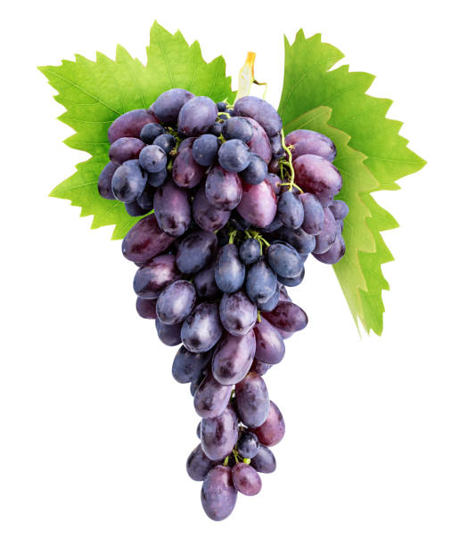 istock Branch of grapes isolated on white background 1137077737