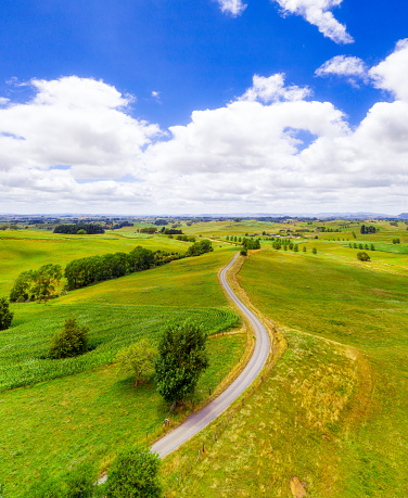 A winding singletrack farm road passing grazing grass and maize fields in New Zealand's Waikato district, on the North Island.