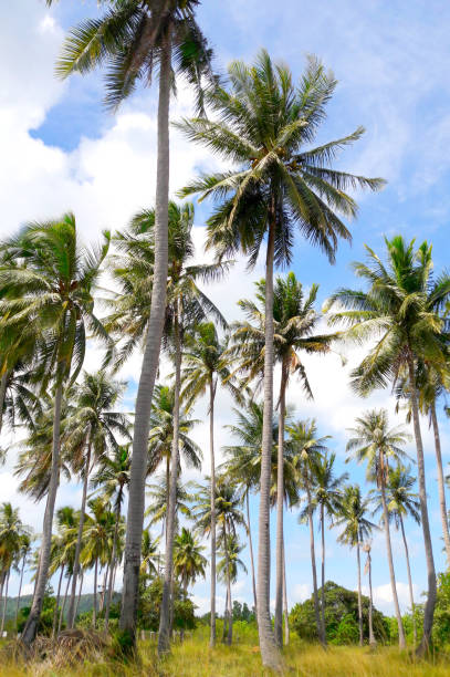 istock Palm trees in a tropical country. Thailand 1137079832