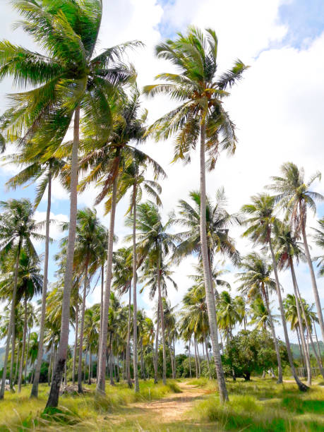 istock Palm trees in a tropical country. Thailand 1137079904