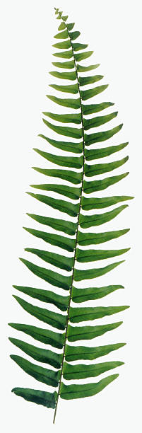 helecho hoja sobre fondo blanco - fern leaf plant close up fotografías e imágenes de stock