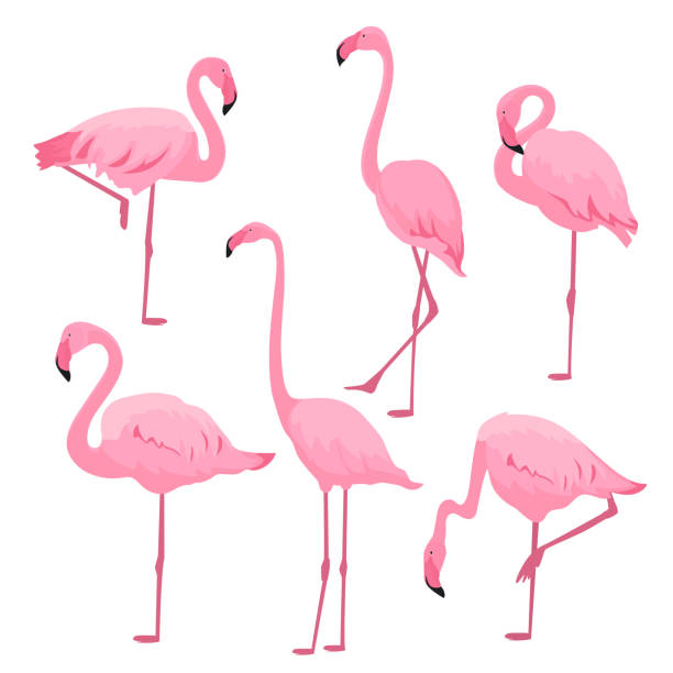 набор розовых фламинго в различных позах - american flamingo stock illustrations