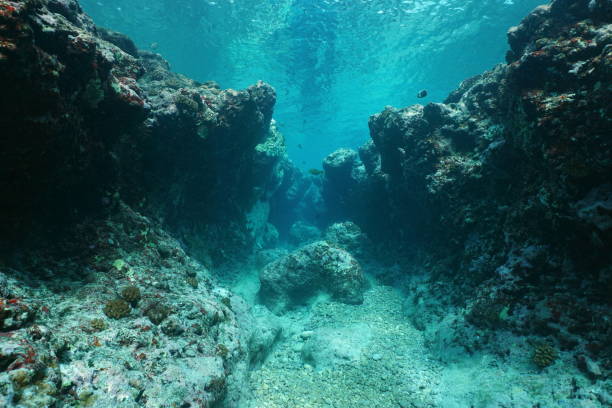 istock Rocky underwater seascape ocean floor Pacific 1137083360