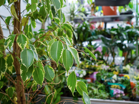 Ficus Benjamina Flor En Un Mostrador De Tienda Una Planta Verde De La  Familia Moraceae Foto de stock y más banco de imágenes de Ajardinado -  iStock