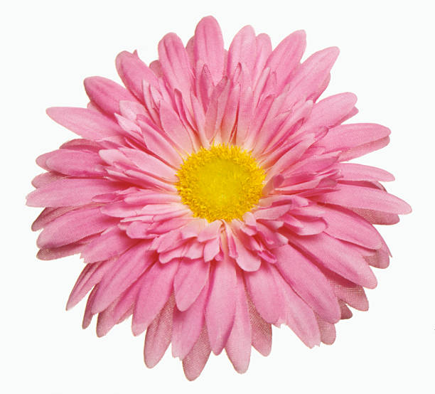 Pink gerbera isolated on white. Deep Focus. No dust. No pollen.