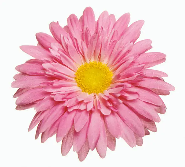 Photo of Barbeton Daisy Gerbera Flower cut out on white