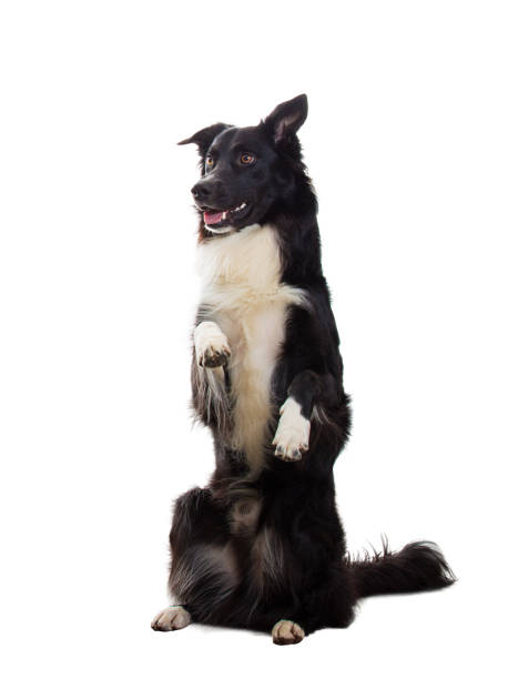 istock well trained cute border collie dog 1137088181