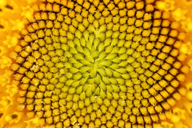 istock Closed Up Texture of Sunflower's Unique Pollen 1137089638
