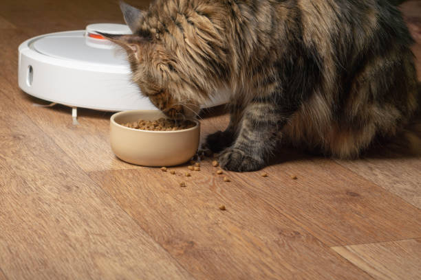 istock Cat eats from a bowl on the background of a robot vacuum cleaner 1137091073