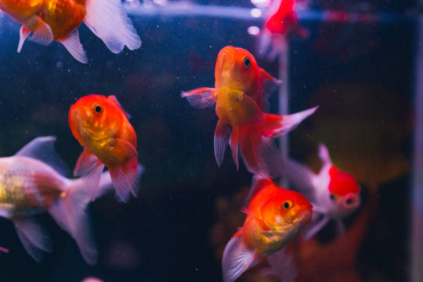 istock Goldfish in an aquarium 1137091446