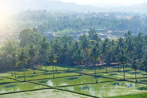 Photo of Green rice fields or terraces in the village of Hampi. Palm trees, sun, rice fields, large stones. Tropical exotic landscape. Beautiful green valley. View from above