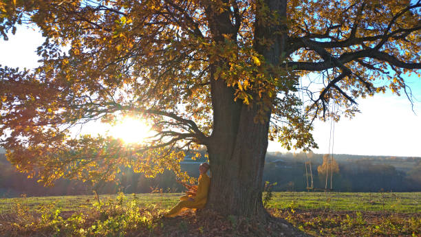 istock Autumn oak. Autumn romance. Lonely tree, oak 1137091811