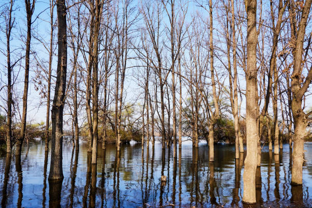 istock spring trees a warm day on the lake and blue sky 1137092284