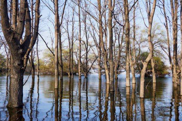 istock spring trees a warm day on the lake and blue sky 1137092318