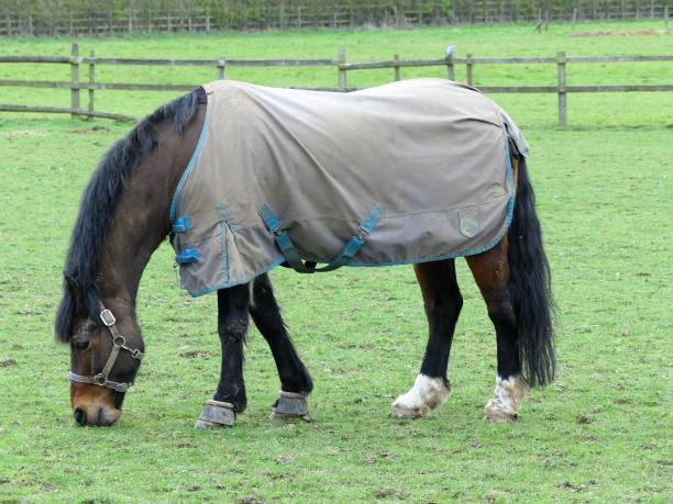 istock Brown horse wearing cold weather coat 1137092510