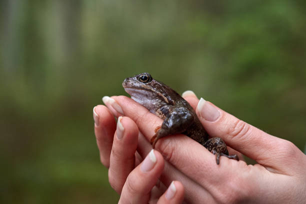 istock Brown frog in woman's hands. 1137093091