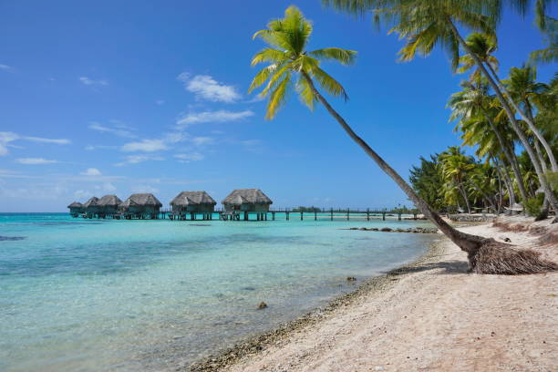 istock Overwater bungalows lagoon and coconut trees 1137093181