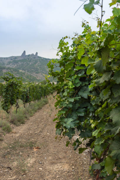istock Green rows of a vineyard 1137093368