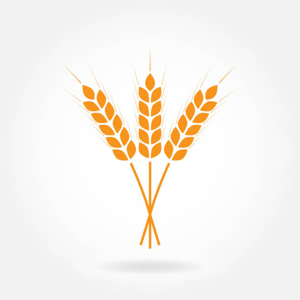 Wheat ears or rice icon. Crop, barley or rye symbol isolated on white background. Design element for beer label or bread packaging. Vector illustration. Wheat ears or rice icon. Crop, barley or rye symbol isolated on white background. Design element for beer label or bread packaging. Vector illustration. insignia healthy eating gold nature stock illustrations