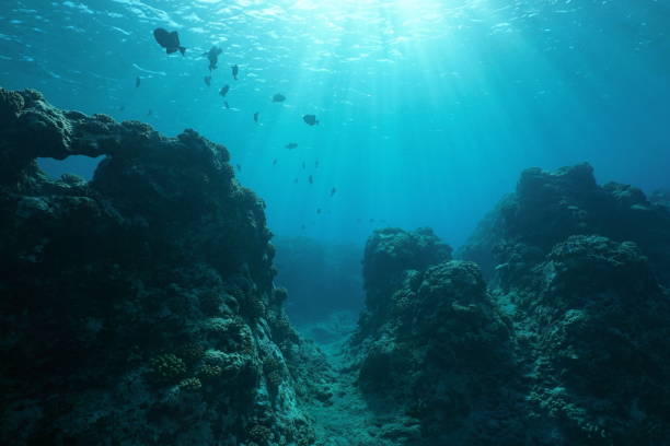 istock Pacific ocean floor underwater seascape sunlight 1137094444