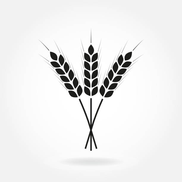밀 귀 또는 쌀 아이콘입니다. 작물, 보 리 또는 호 밀 기호 흰색 배경에 고립. 맥주 라벨 또는 빵 포장을 위한 디자인 요소. 벡터 일러스트입니다. - wheat whole wheat cereal plant rye stock illustrations