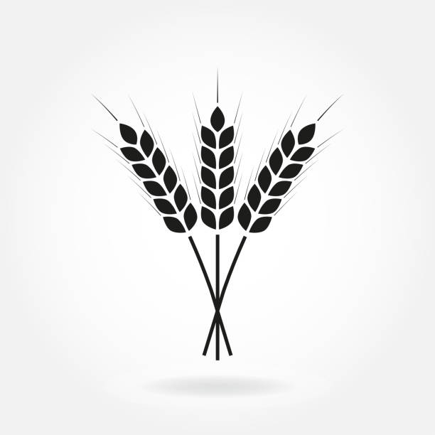 ilustrações, clipart, desenhos animados e ícones de orelhas do trigo ou ícone do arroz. símbolo da colheita, da cevada ou do centeio isolado no fundo branco. elemento do projeto para a etiqueta da cerveja ou o empacotamento do pão. ilustração do vetor. - wheat whole wheat cereal plant rye