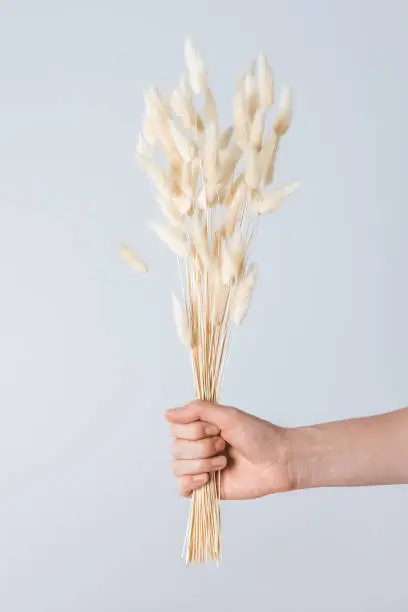 Female hand holding a bouquet of fluffy grass ears.